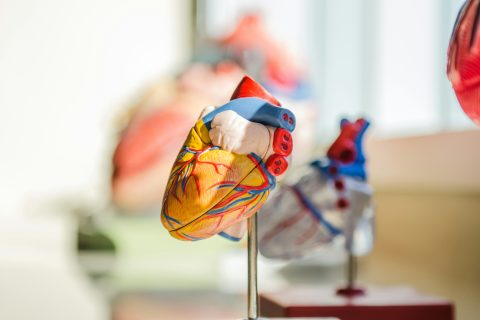 cardiologie2